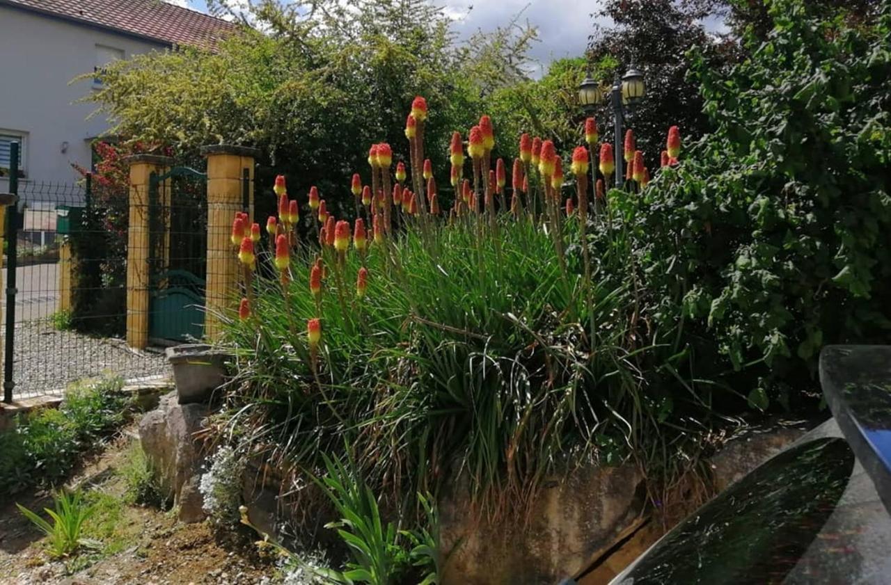 Illfurth Chez Olivier Et Josette Sur Mulhouse Sud 아파트 외부 사진