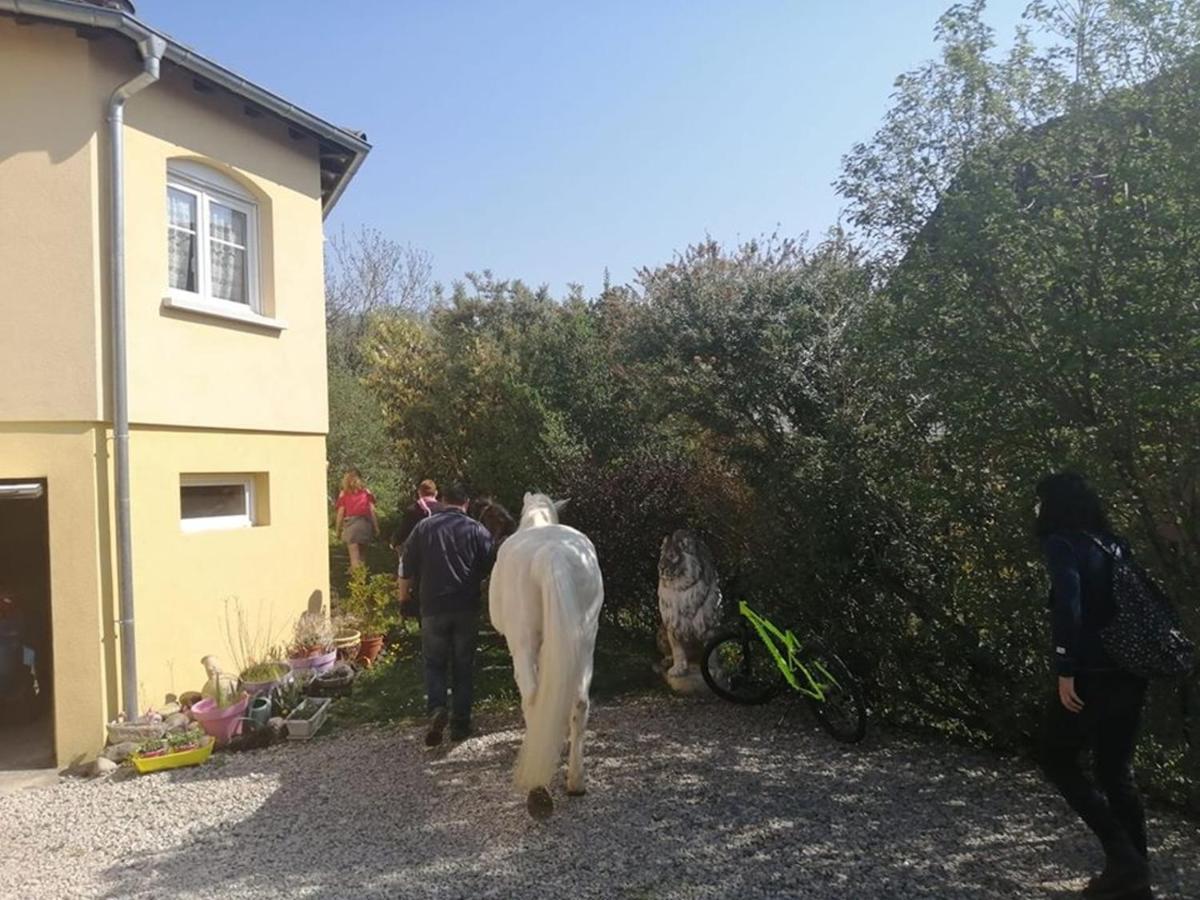 Illfurth Chez Olivier Et Josette Sur Mulhouse Sud 아파트 외부 사진